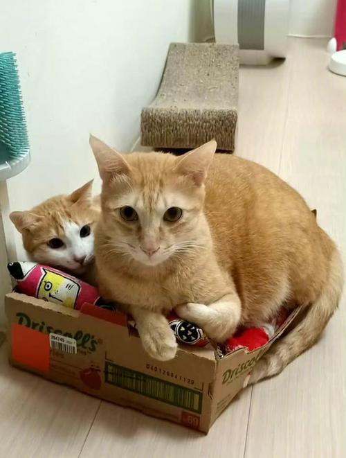 十斤橘猫挤半个身子的快递盒萌宠日常