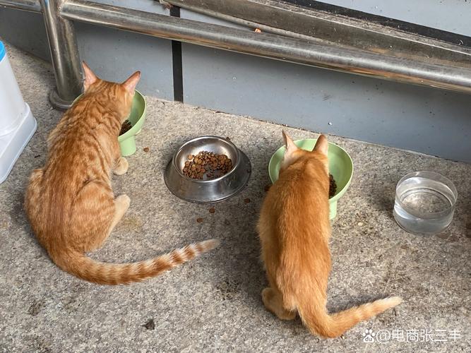 小区凉亭里 两个小女孩蹲在地上喂流浪橘猫