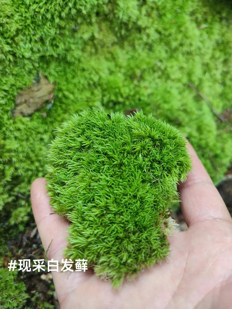 苔藓,角落里沉默的哲学家-因为所以