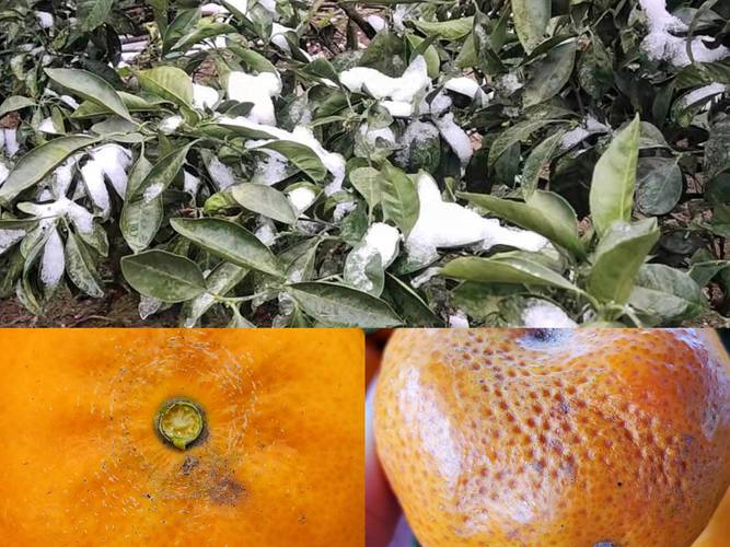 南方沃柑种植冻害现场图