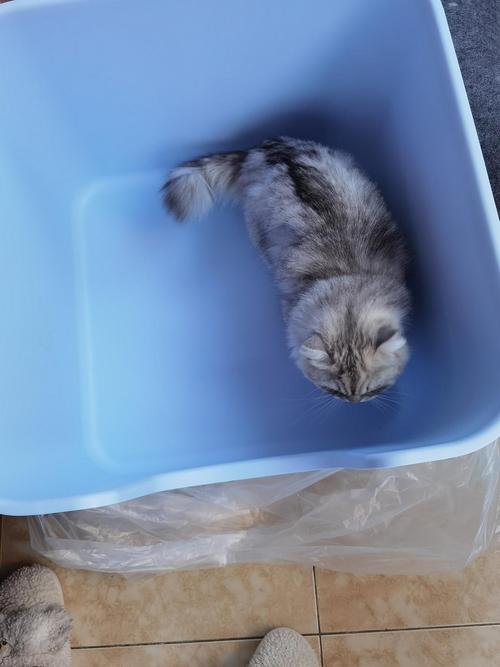 排除了生病，再去算猫砂盆的“旧账”