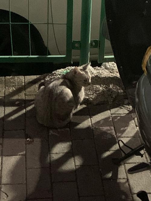 半夜在客厅跑酷的猫的模糊身影