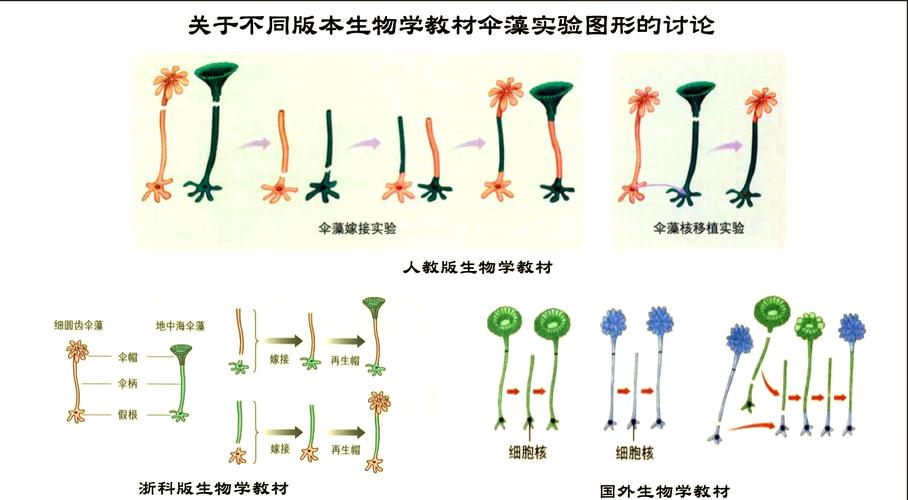 初中生物伞藻嫁接细胞质细胞核实验图