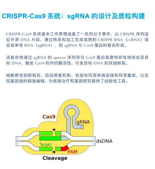 CRISPR基因编辑精准剪切原理示意图