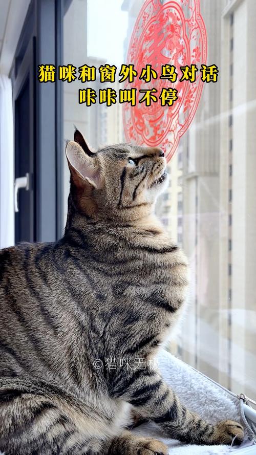 窗户边猫盯着鸟发出咔咔声