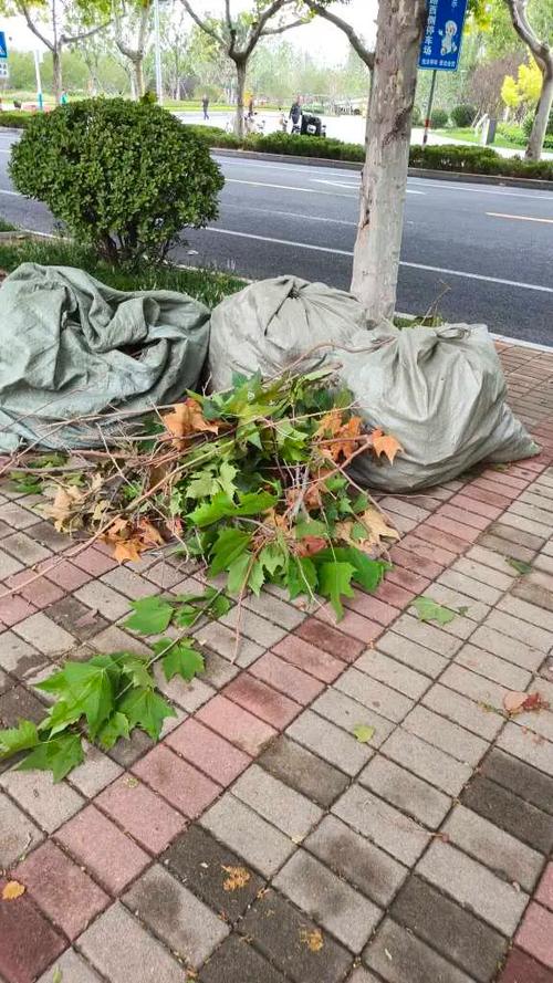 居民小区角落堆放在塑料袋里的未处理整梧桐叶