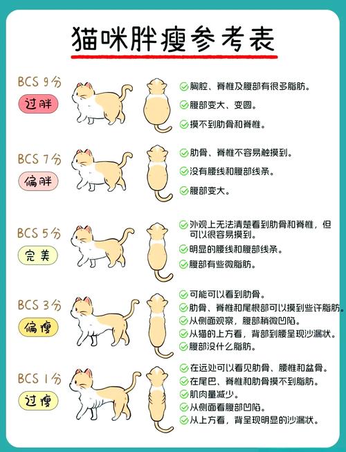 犬猫体况肥胖轮廓判断示意图