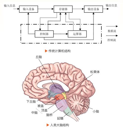类脑芯片与人类大脑皮层神经元显微结构对比图