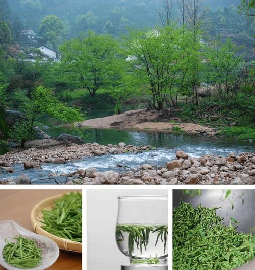安徽池州仙寓山清晨带露水的东至云尖茶芽