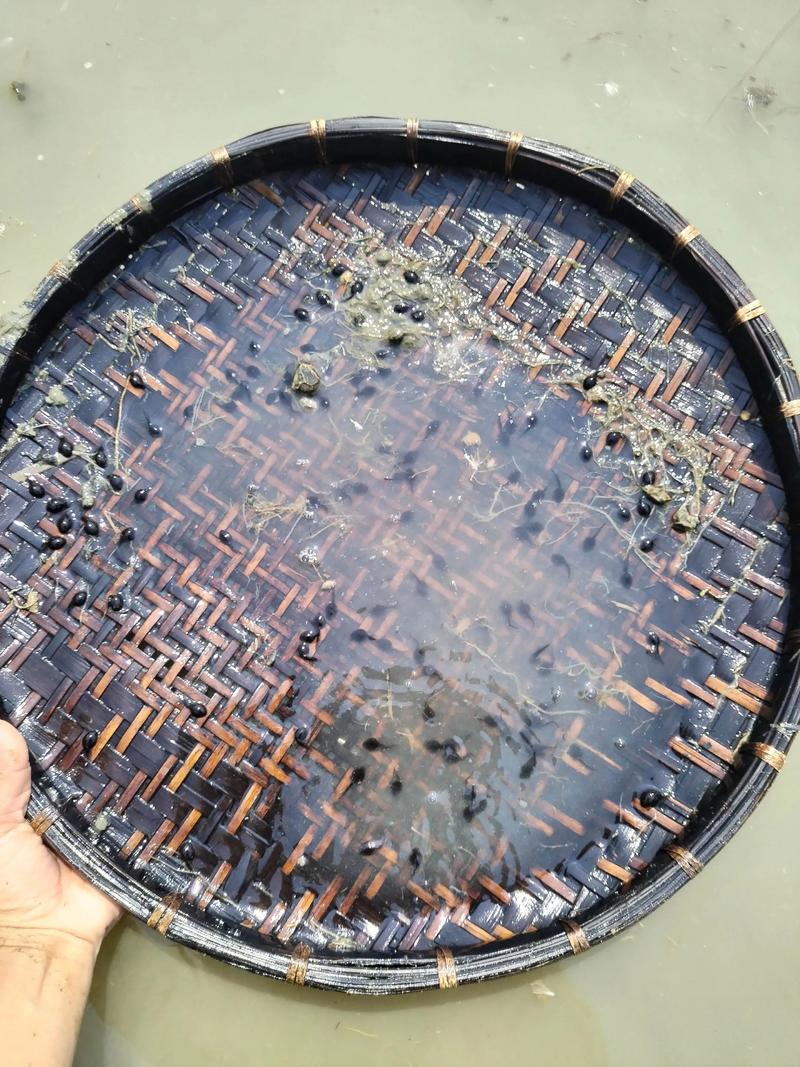 桂林八角塘晒卤水沉积物的竹簸箕