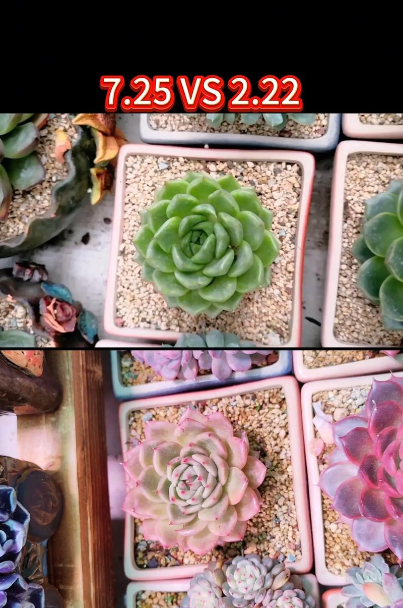 多肉植物花盆透气性对比选择示意图