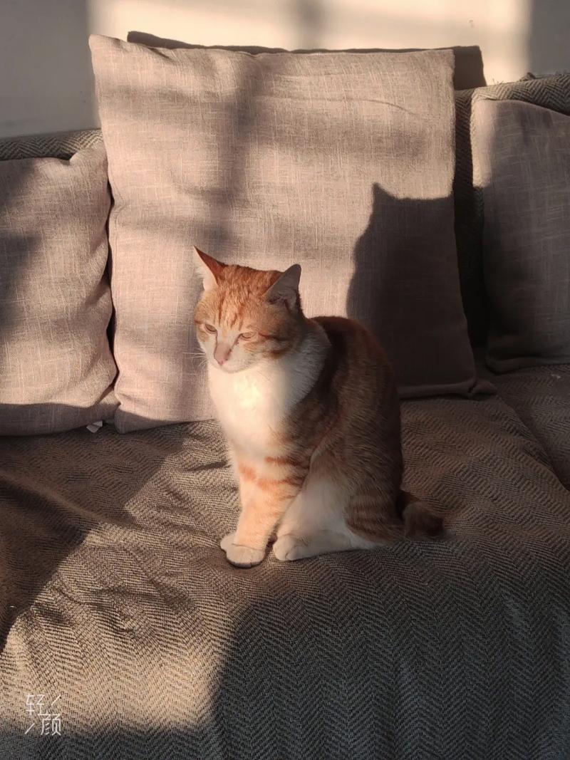 春节烟花下躲在沙发底发抖的橘猫