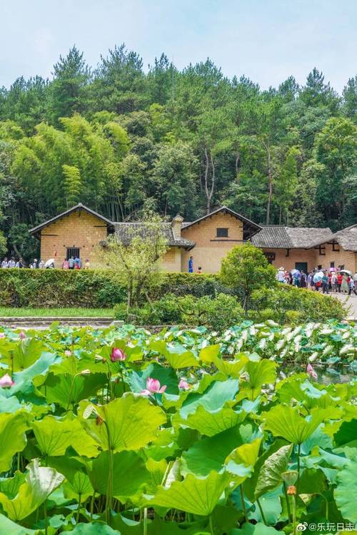 湖南韶山冲樟树林石板路风景