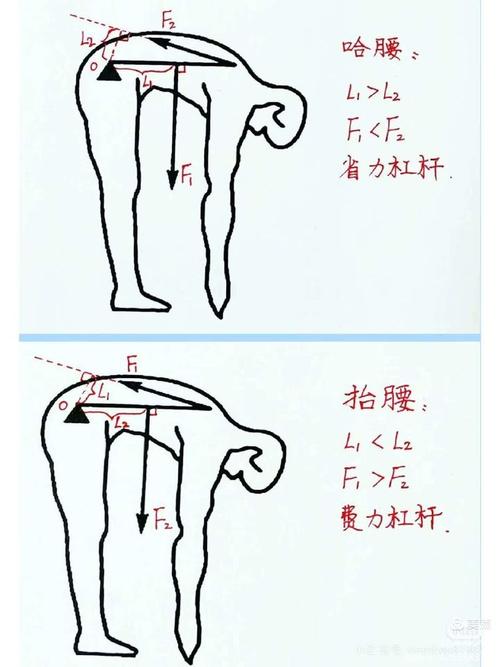 错误直腿弯腰发力受力示意图