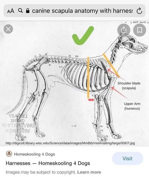 犬用正确胸背带支点位置侧面示意图