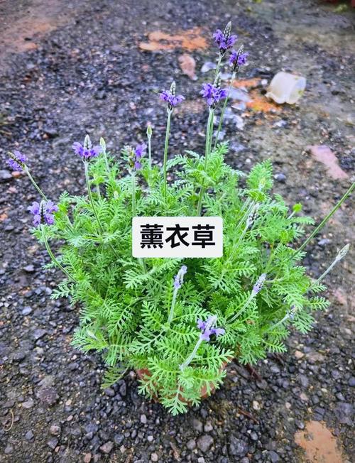 薰衣草?不,别急着想起普罗旺斯-因为所以