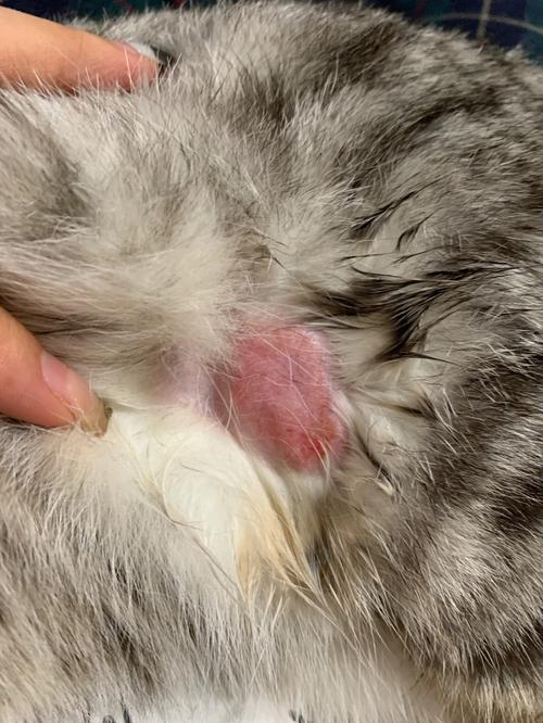 猫咪分离焦虑导致腹部舔秃皮肤