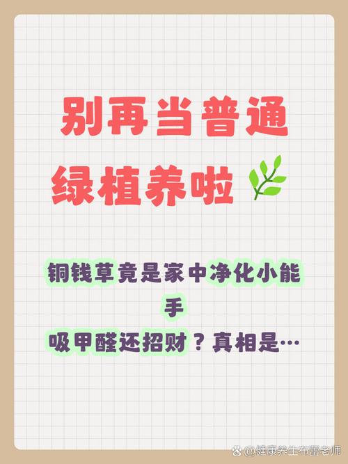 它真正的用处，从来都不是净化空气