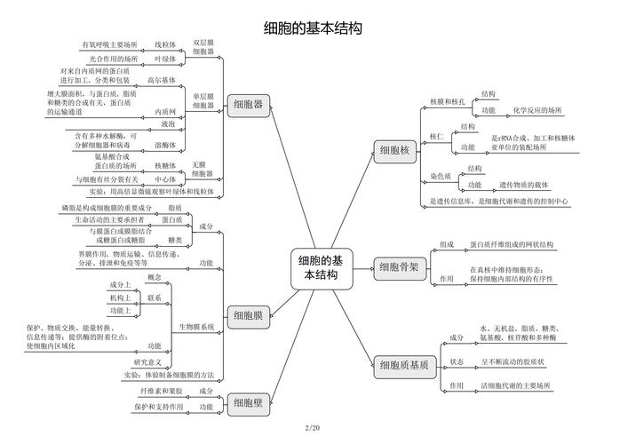 一、先把框架搭起来:细胞结构到底是啥?