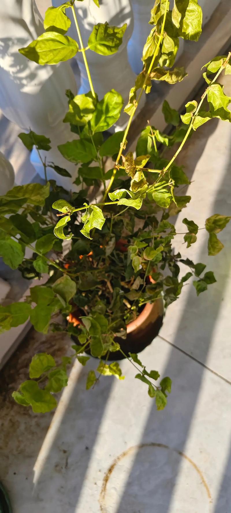 家庭阳台掉叶子的盆栽茉莉