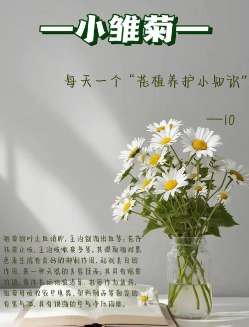 买雏菊和养护的坑,我替你踩过了