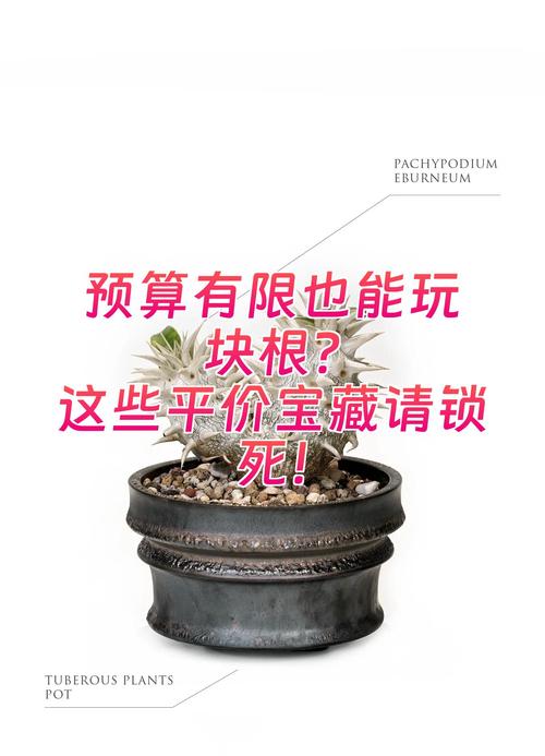 预算有限?这些平价宝藏了解一下