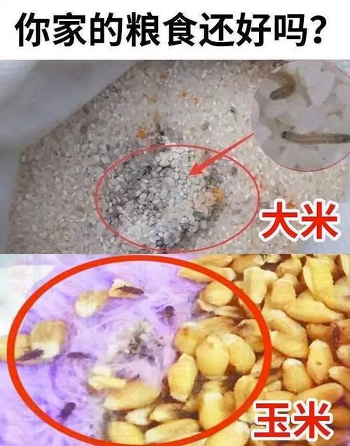 杂粮因未密封存放而生虫的特写对比图