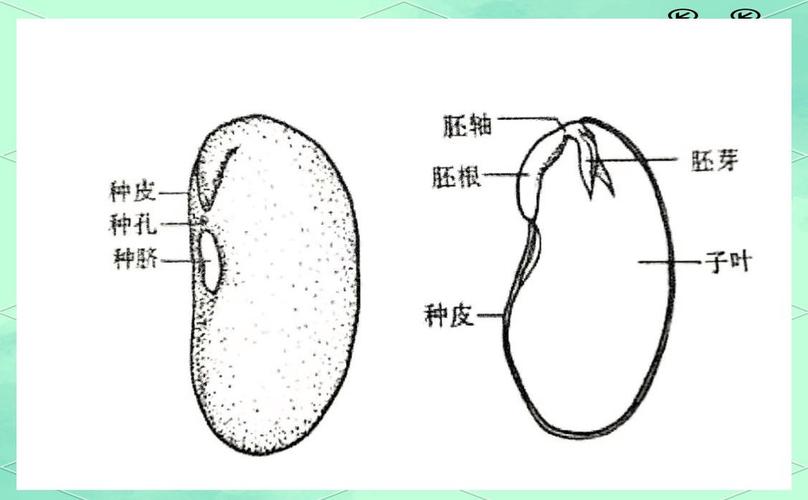 豆荚剖面种子排列结构图