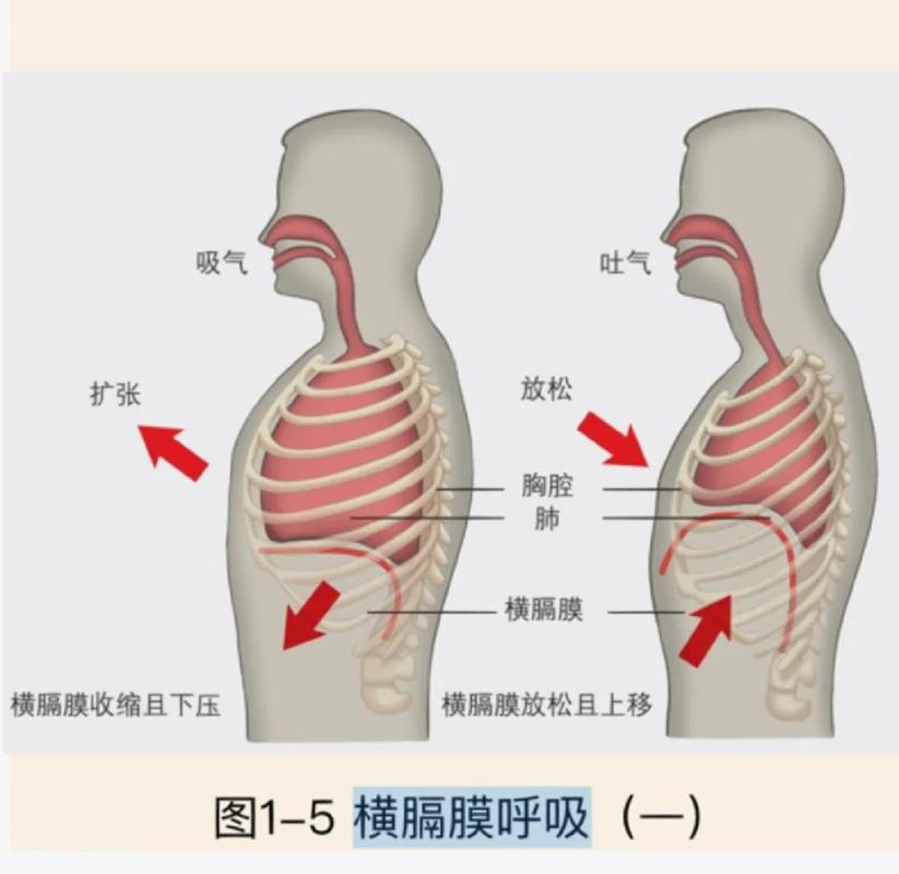 唱歌腹式呼吸横膈膜发力示意图