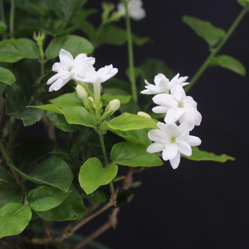 苏州老民居阳台盆栽白茉莉花