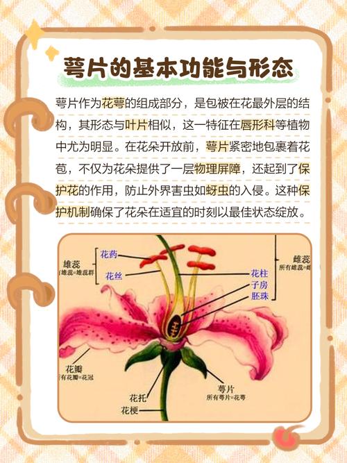 新课改下，为啥孩子们都要重新认识萼片