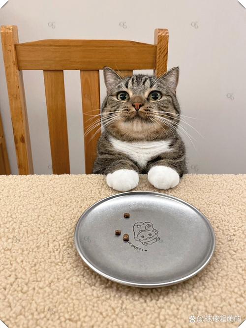 宠物猫饥饿时可怜巴巴盯着空碗表情