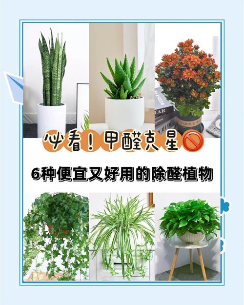 问:除甲醛的偏方哪个靠谱?炭包、绿植、净化器?