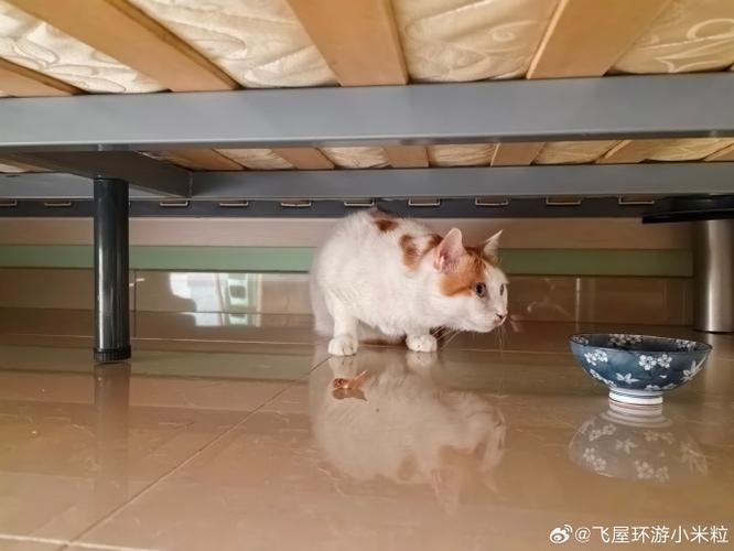 新猫入户躲床底警戒实拍