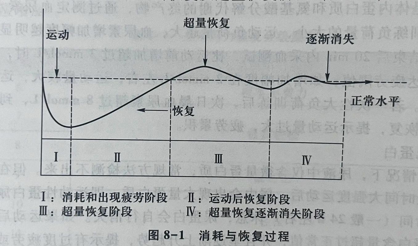 人体能量消耗与恢复曲线示意图