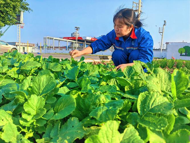工业厂区员工共享菜园采摘实景