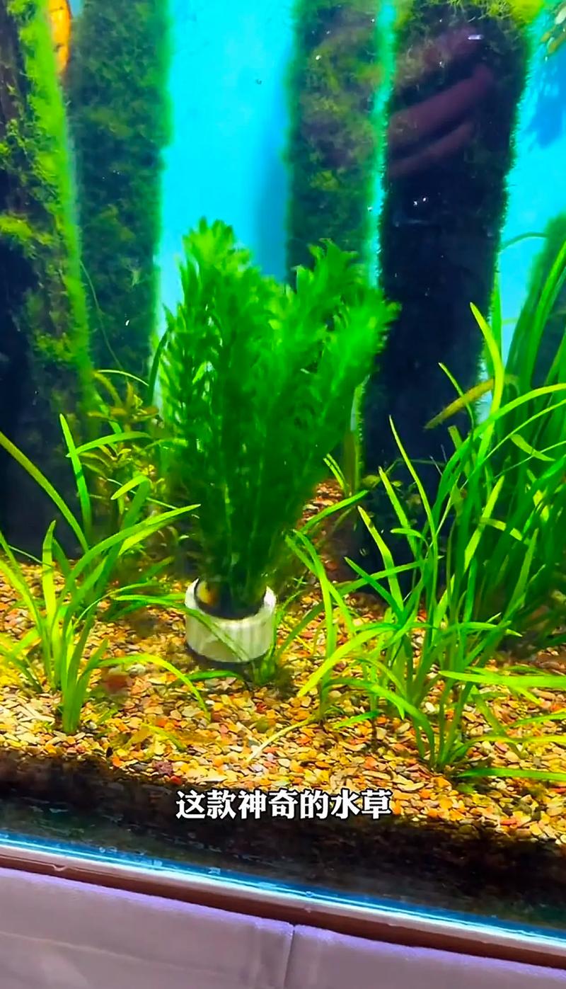 水草其实也有脾气