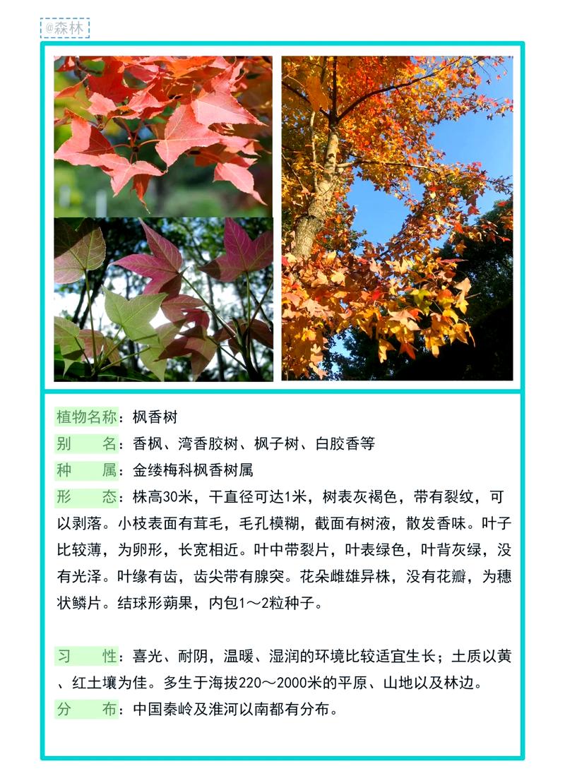赏枫,人类为什么会上头?