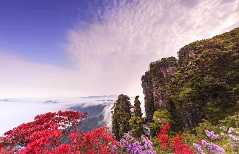 井冈山笔架山栈道旁盛放的高山杜鹃