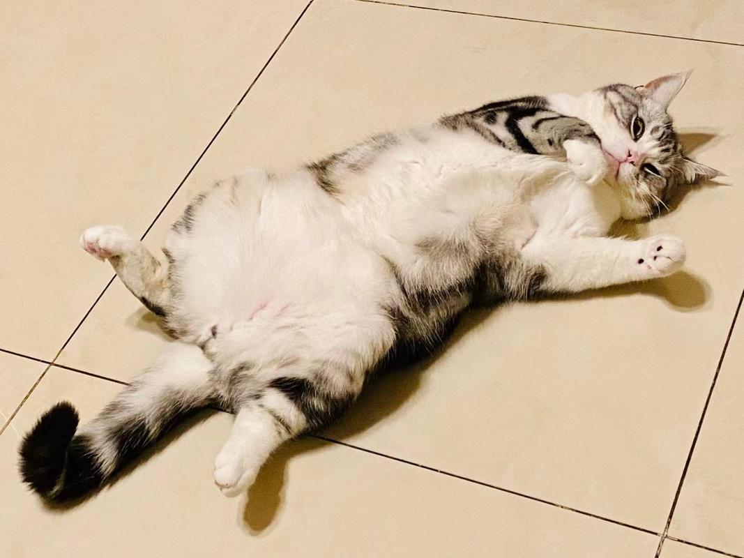 家猫露肚皮防御姿势兔子蹬行为实拍图