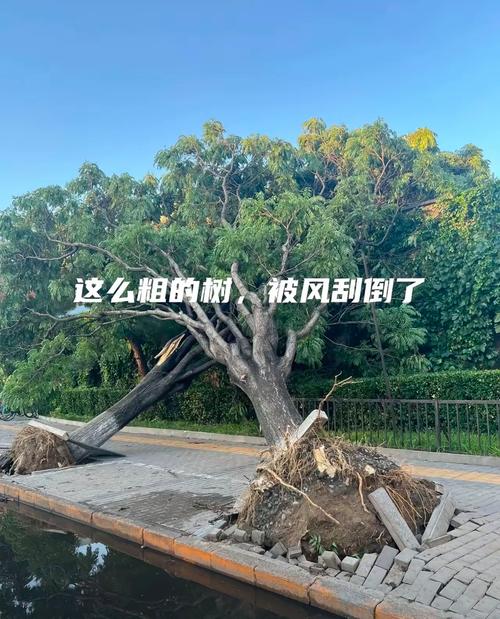 新风吹过来,这一声没断