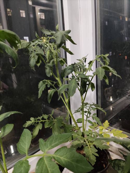 家庭阳台盆栽蔫番茄实拍