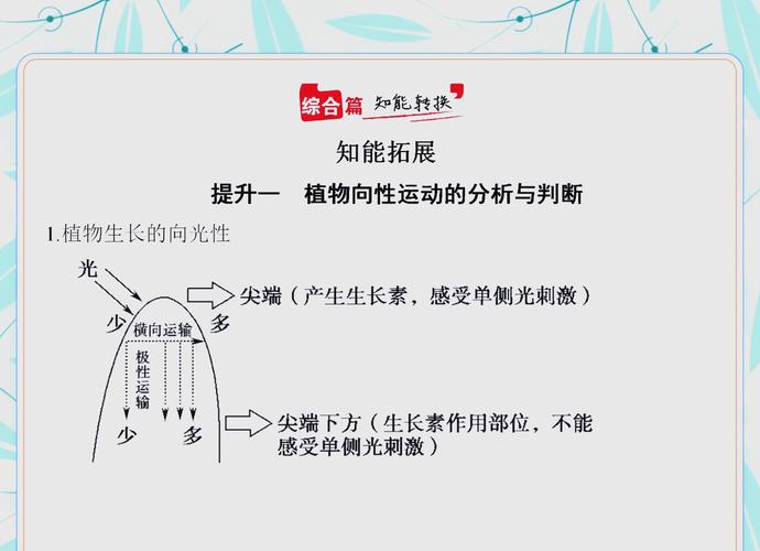 植物向光性生长素分布原理示意图