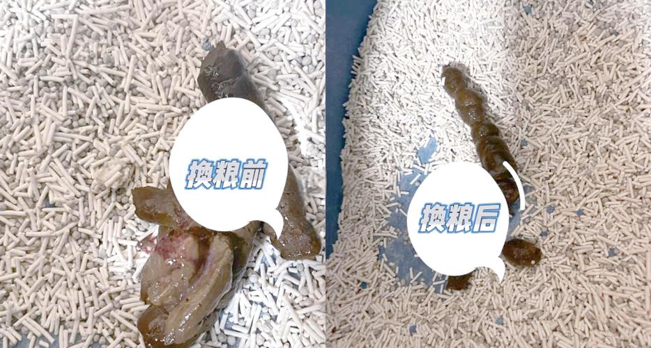 换粮期猫咪软便精神状态实拍图