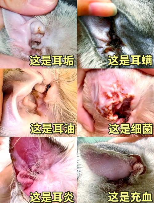 黑耳朵不一定就是耳螨，别瞎治