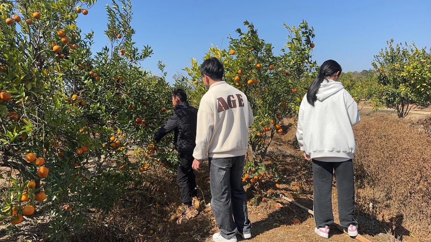 去巡检桔园里摘桔子，这些干货得记好