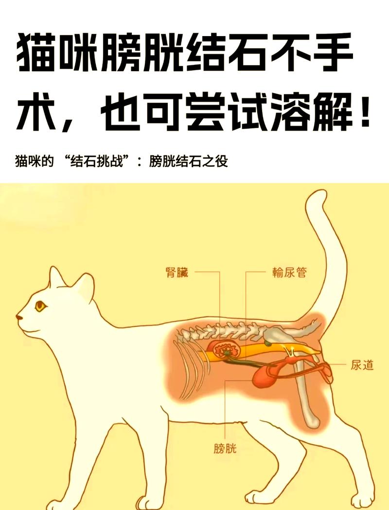 公猫尿道结石堵塞解剖示意图