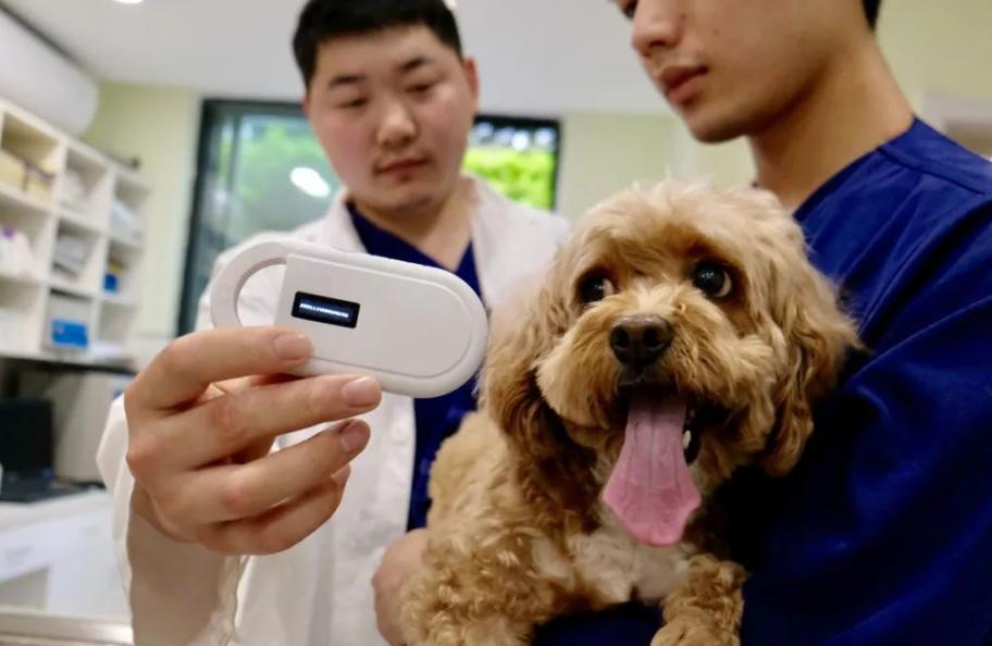 正规医院兽医给狗狗植入宠物微芯片操作图