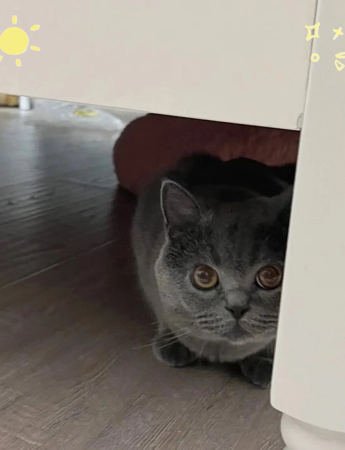 猫咪噪音恐惧应激缩角落实拍