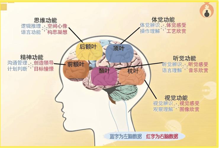 青春期大脑前额叶发育对比图